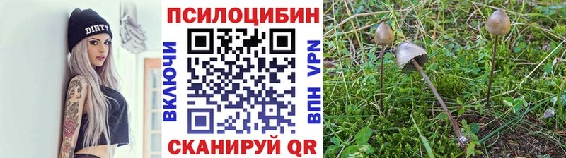 Псилоцибиновые грибы Psilocybe  Тобольск 
